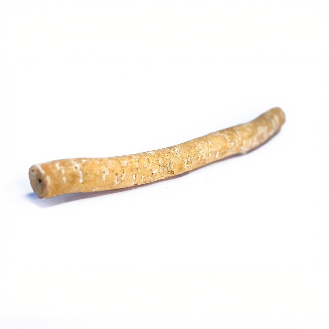 Miswak (Salvadora persica)